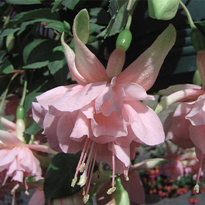 Fuchsia Compact Double Basket Or Pot Collection Fuchsia Compact Double Basket Or Pot Collection