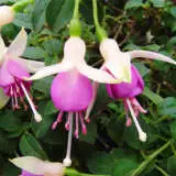 Fuchsia Single Basket Collection Fuchsia Single Basket Collection