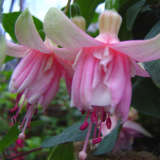Fuchsia Vera Annie