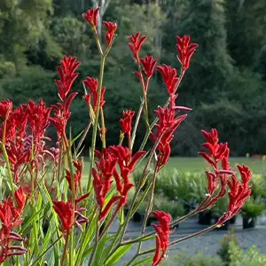 Kangaroo Paw Bush Ballad (Pbr) Kangaroo Paw Bush Ballad (Pbr)