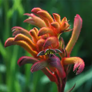 Kangaroo Paw Bush Blitz (Pbr) Kangaroo Paw Bush Blitz (Pbr)