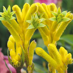 Kangaroo Paw Bush Bonanza (Pbr) Kangaroo Paw Bush Bonanza (Pbr)