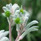 Kangaroo Paw Bush Diamond Lpokpabdi 2020 - Garden Express Australia