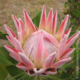Protea King Pink Protea King Pink