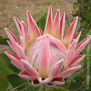 Protea King Pink Protea King Pink