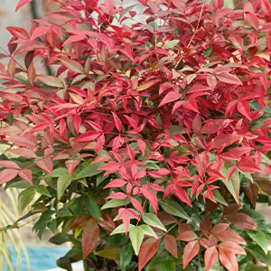 Nandina Obsession Tm Seika (pbr) Nandina Obsession Tm Seika (pbr)