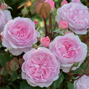 David Austin Rose Olivia Rose Austin (Pbr) David Austin Rose Olivia Rose Austin (Pbr)