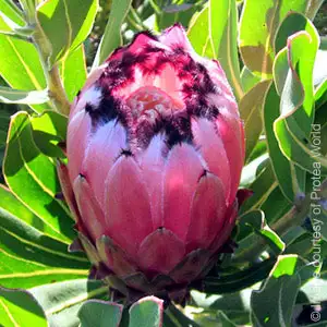 Protea Growing Guide Protea Growing Guide