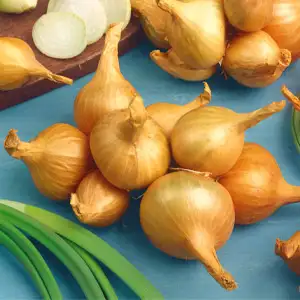 Potato Onions