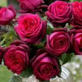 Rose Dark Desire Rospdds - Garden Express Australia