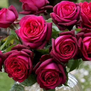 Rose Dark Desire Rose Dark Desire