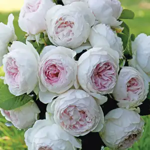 Rose Earth Angel (Pbr) Rose Earth Angel (Pbr)