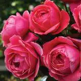 Rose Fruity Parfuma Rosfpa 2020 - Garden Express Australia