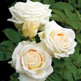 Rose Madame Anisette Rosman 2020jpg - Garden Express Australia