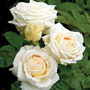 Rose Madame Anisette (pbr) Rose Madame Anisette (pbr)