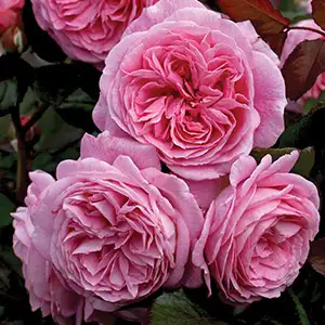 Rose Summer Romance (Pbr) Rose Summer Romance (Pbr)