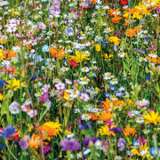 Seed Beneficial Insect Mix Seebenimx - Garden Express Australia