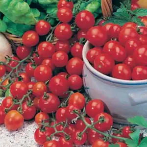 Seed – Tomato Tiny Tom