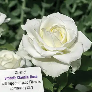 Thornless Rose Smooth Claudia Rose