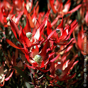 Leucadendron Star Struck 75mm Pot Leucadendron Star Struck 75mm Pot