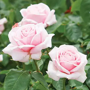 Fragrant Rose Collection 3 Roses