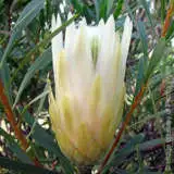 White Repens 1 - Garden Express Australia