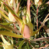 Leucadendron Yellow Devil Leucadendron Yellow Devil