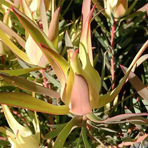 Leucadendron Yellow Devil Leucadendron Yellow Devil