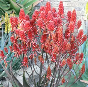Aloe Ruby Blaze Tm Aloe Ruby Blaze Tm