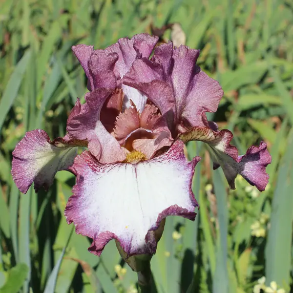 Bearded Iris Silk Rim Bearded Iris Silk Rim