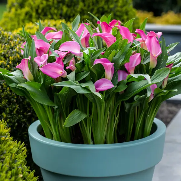 Calla Lily Peters Pride