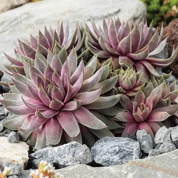 Sempervivum Berry Blues Sempervivum Berry Blues