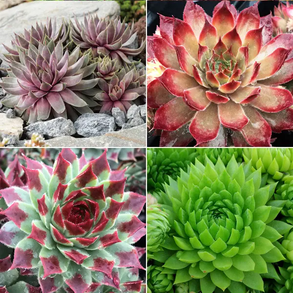 Sensational Sempervivums Collection