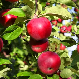 Ballerina Apple Flamenco Ballerina Apple Flamenco