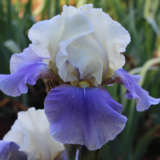 Bearded Iris Liquid Smoke