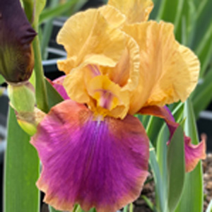 Bearded Iris Syncopation Bearded Iris Syncopation