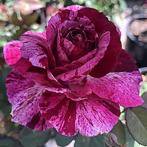 Brindabella Rose Burgundy Tiger Brindabella Rose Burgundy Tiger