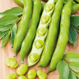 Seed – Broad Bean Early Long Pod Seed – Broad Bean Early Long Pod