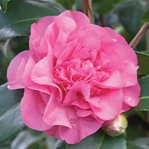 Camellia Debbie Camellia Debbie