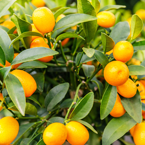 Cumquat Cumquat