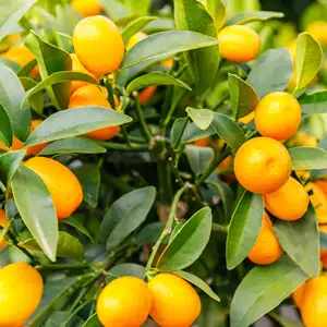 Cumquat Cumquat