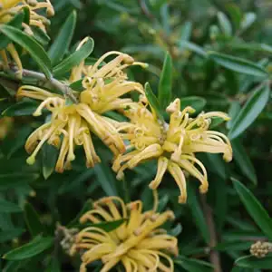 Grevillea Canterbury Gold Grevillea Canterbury Gold