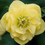 Hellebore Double Primrose Yellow Pplheldpy 2020 - Garden Express Australia