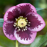 Hellebore Single Pink Spotted Hellebore Single Pink Spotted