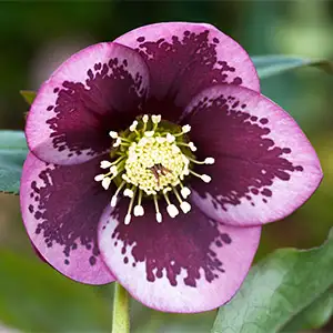 Hellebore Single Pink Spotted Hellebore Single Pink Spotted