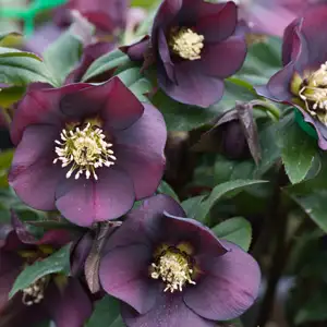 Hellebore Single Plum Purple Hellebore Single Plum Purple