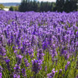 Lavender Bridestowe Elizabeth Lpolavbel - Garden Express Australia