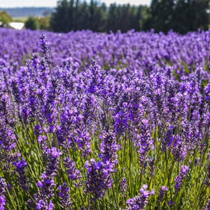 Lavender Bridestowe Elizabeth (Pbr)