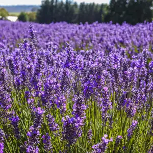 Lavender Bridestowe Elizabeth (Pbr) Lavender Bridestowe Elizabeth (Pbr)