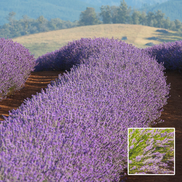 Lavender Bridestowe Myra (pbr) Lavender Bridestowe Myra (pbr)
